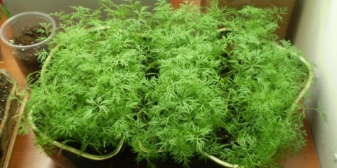 Kako uzgajati kopar na prozorskoj dasci zimi: uzgoj iz sjemena, sadnja, hranjenje i njega